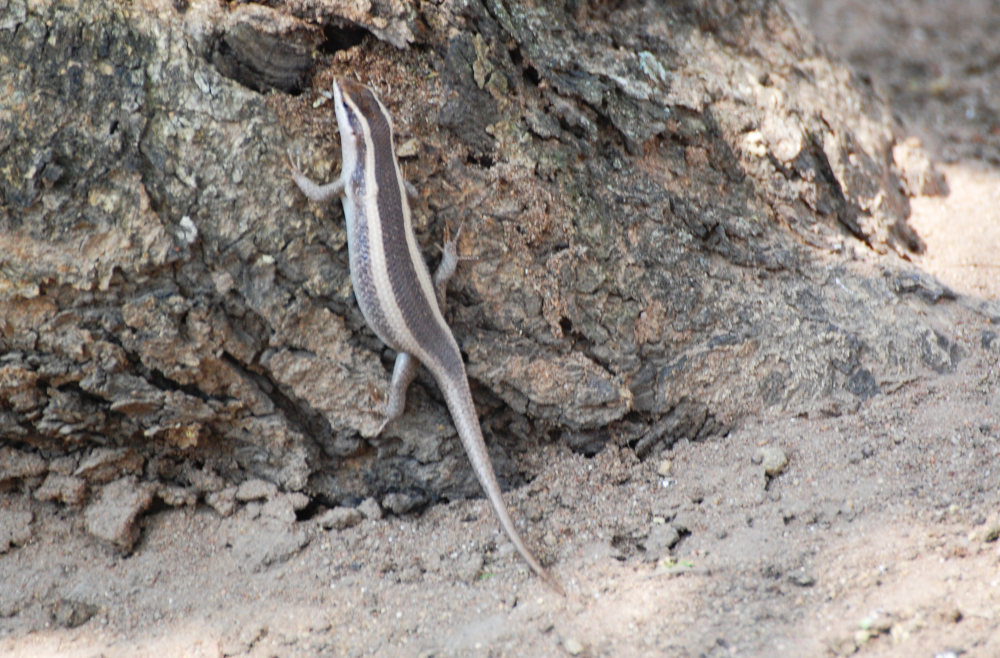 dal Sud Africa: Trachylepis sp. (Scincidae)